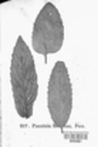 Puccinia morganae image